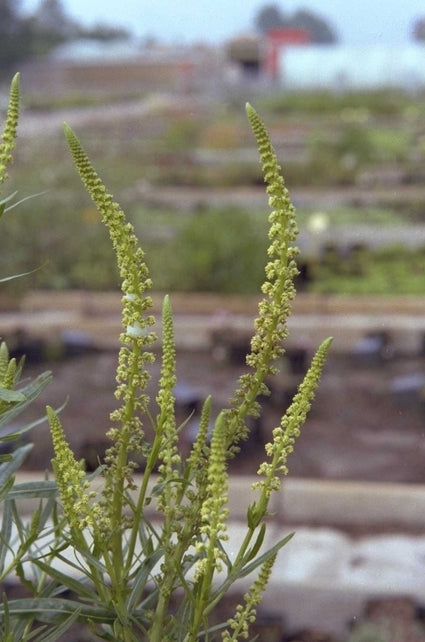 Reseda luteola