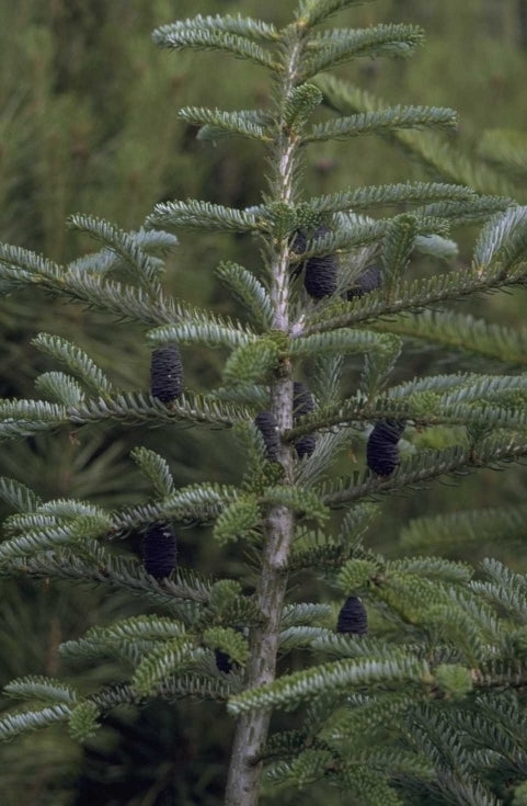 Koreaanse zilverspar - Abies koreana 'Piccolo'