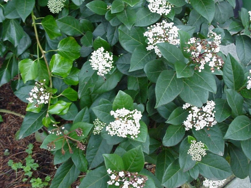 Sneeuwbal - Viburnum 'Tinus'