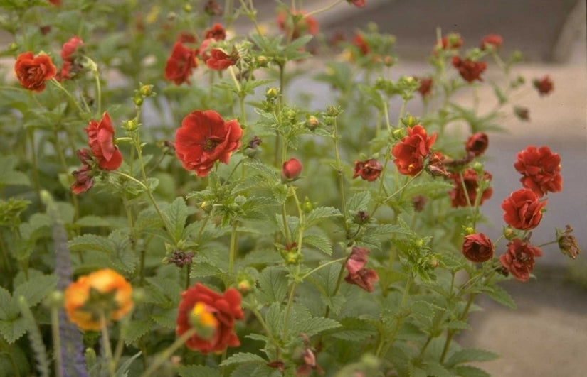 Potentilla 'Don Quichotte'