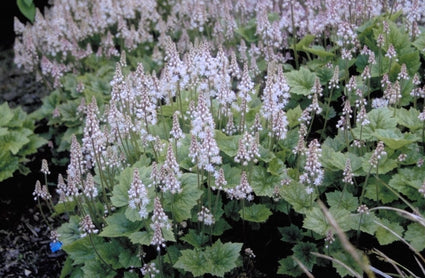 Schuimbloem - Tiarella 'Tigerstripe'