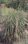 Vingergras - Panicum virgatum 'Rehbraun'