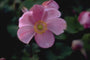 Herfstanemoon - Anemone x hybrida 'Rosenschale'