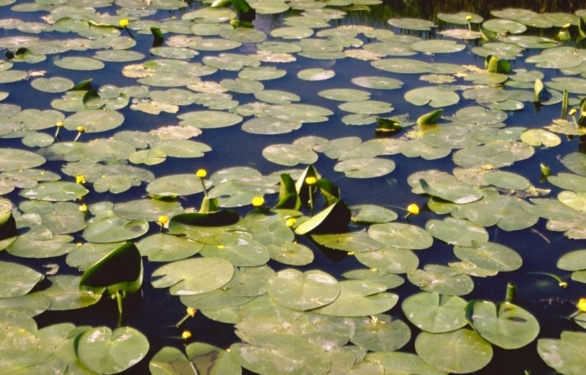 Nuphar lutea