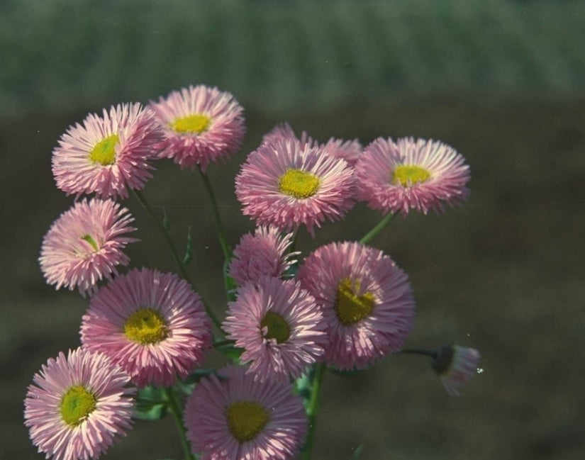 Fijnstraal - Erigeron 'Rosa Juwel'