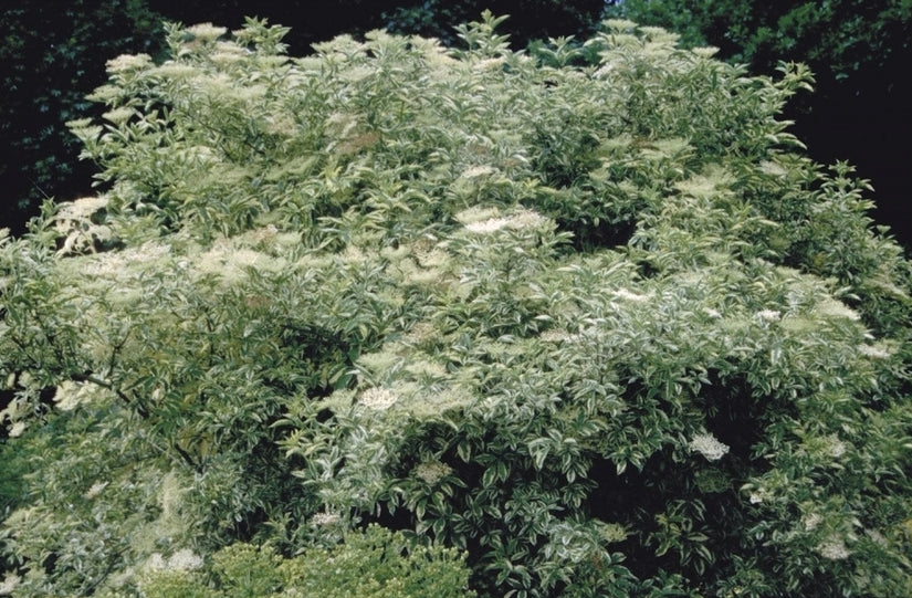 Sambucus nigra 'Variegata'