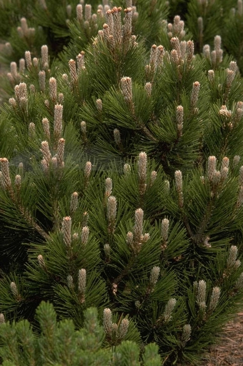 Pinus leucodermis 'Compact Gem'