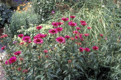 Rode Zonnehoed - Echinacea purpurea 'Vintage Wine'