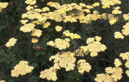 Duizendblad - Achillea clypeolata 'Theo Ploeger'