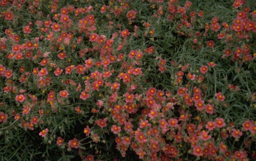 Zonneroosje - Helianthemum 'Dompfaff'