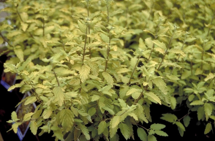 Baardbloem - Caryopteris clandonensis 'Sunshine Blue'