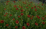 Zonnekruid - Helenium 'Kupferzwerg'