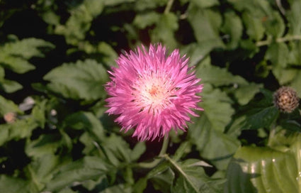 Korenbloem - Centaurea hypoleuca 'John Coutts'