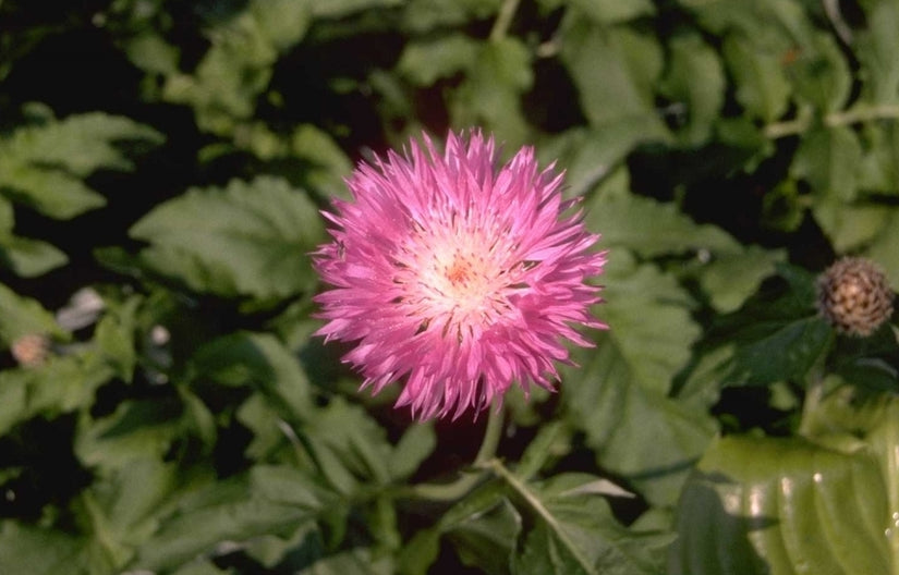 Korenbloem - Centaurea hypoleuca 'John Coutts'