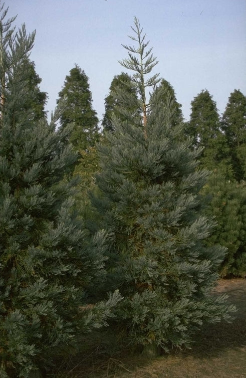 Mammoetboom - Sequoiadendron giganteum