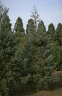 Mammoetboom - Sequoiadendron giganteum