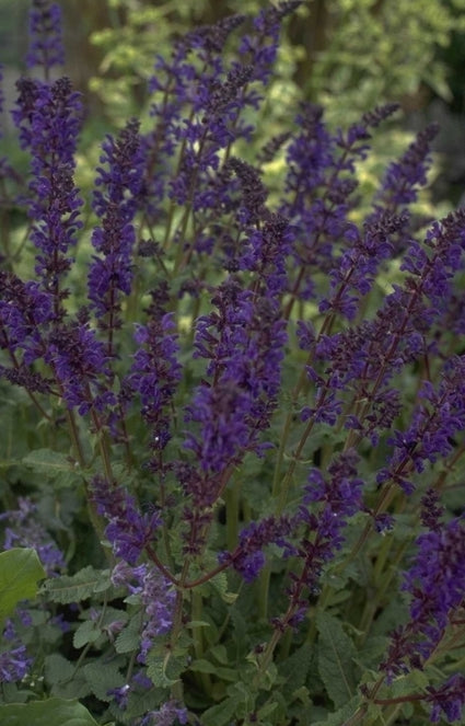 Salie - Salvia x sylvestris 'Viola Klose'