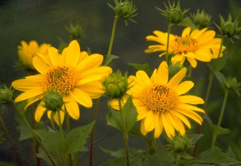 Zonnebloem - Helianthus decapetalus 'Triomphe de Gand'