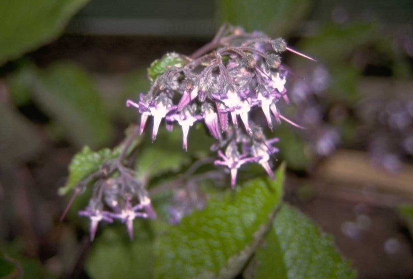 Oriëntaals komkommerkruid - Trachystemon orientalis