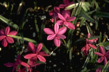 Rhodohypoxis 'Douglas'