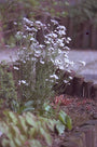 Cardamine pratensis