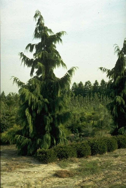 Nootka cipres - Chamaecyparis nootkatensis 'Pendula'