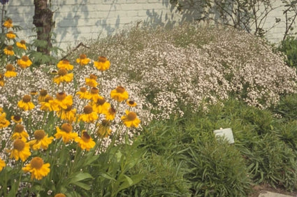 Zonnekruid - Helenium bigelovii 'The Bishop'