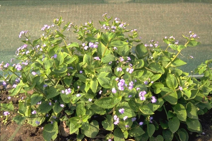 Kaukasische vergeet mij niet - Brunnera macrophylla