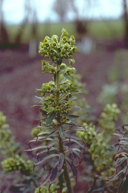 Wolfsmelk - Euphorbia characias