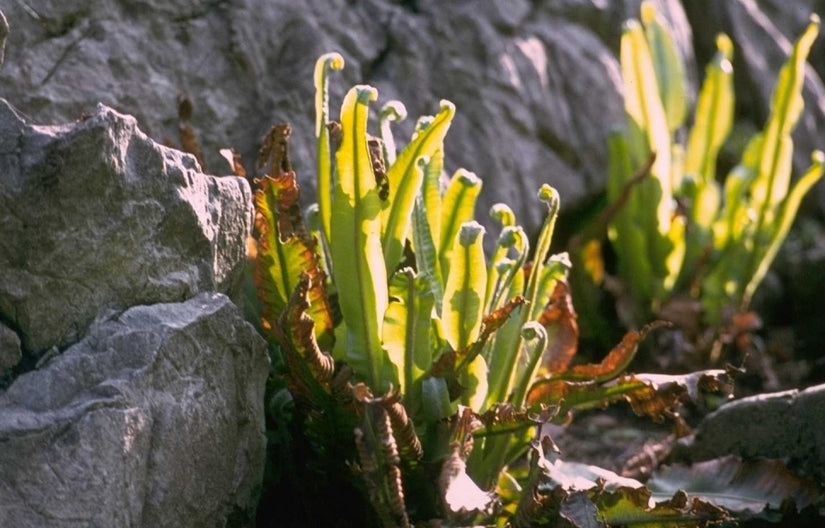 Tongvaren - Asplenium Scolopendrium