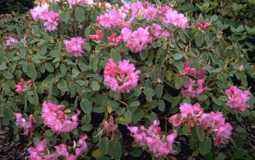 Rododendron - Rhododendron 'Linda' 