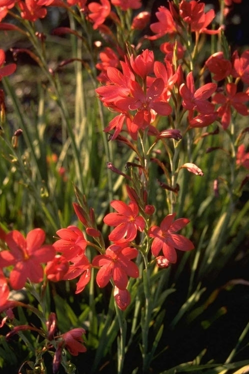 Kafferlelie - Schizostylis coccinea 'Major'