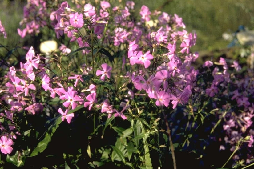 Flox - Phlox carolina 'Bill Baker'