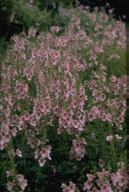 Diascia 'Jack Elliott'