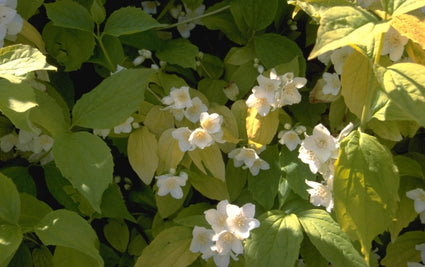 Welriekende Jasmijn - Philadelphus coronarius 'Aureus'