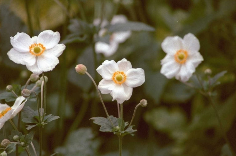 Herfstanemoon - Anemone x hybrida 'Honorine Jobert'