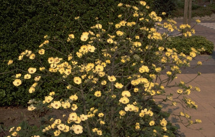 Cornus nuttallii