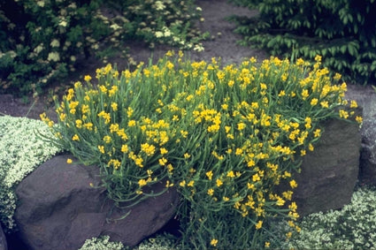 Pijlbrem - Genista sagittalis