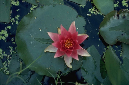 Nymphaea 'Gloriosa'