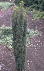 Ierse taxus - Taxus baccata 'Fastigiata'