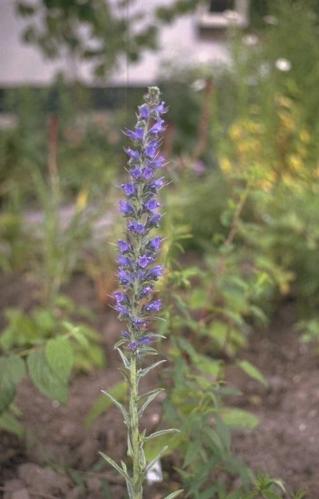 Slangenkruid - Echium vulgare