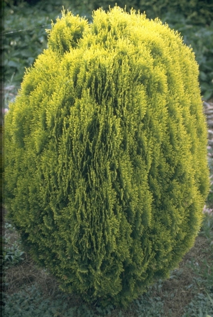 Oosterse levensboom - Thuja orientalis 'Aurea Nana'