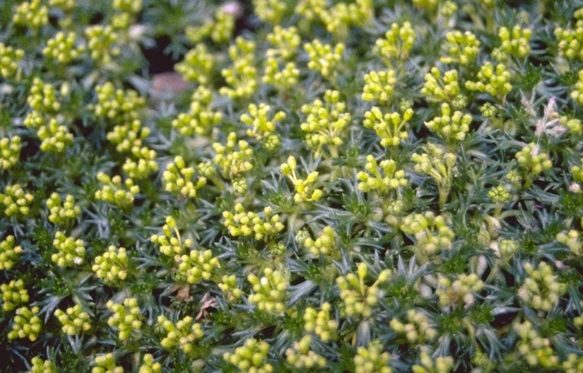 Azorella trifurcata 'Nana'