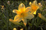 Daglelie - Hemerocallis 'Lemon Mint'