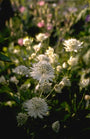 Zeeuws knoopje - Astrantia major 'Shaggy'