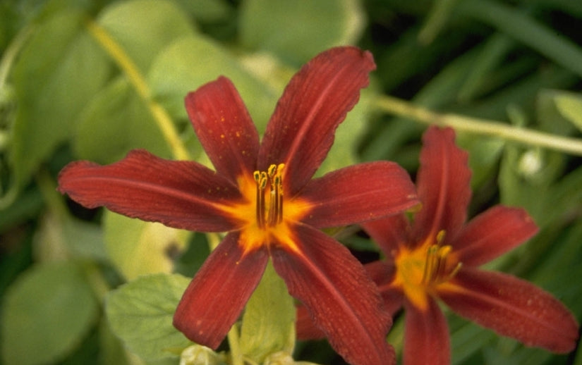 Daglelie - Hemerocallis 'Crimson Pirate'