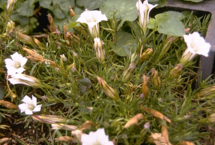 Gentiana sino-ornata 'Alba'