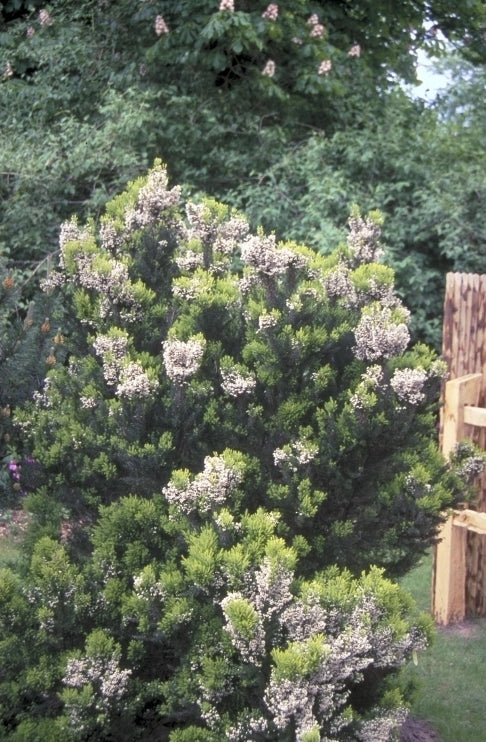 Erica arborea 'Alpina'