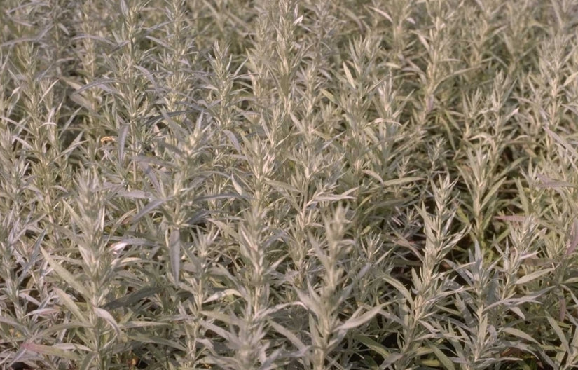 Westerse bijvoet - Artemisia ludoviciana 'Silver Queen'