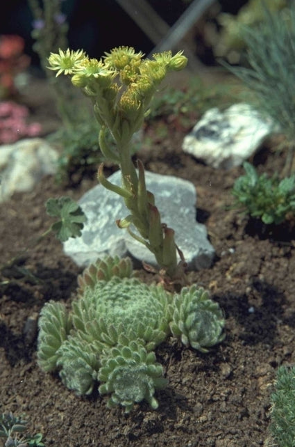 Sempervivum ciliosum var. borisii